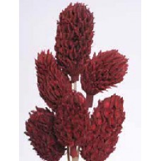 MAGNOLIA PODS Red 16"